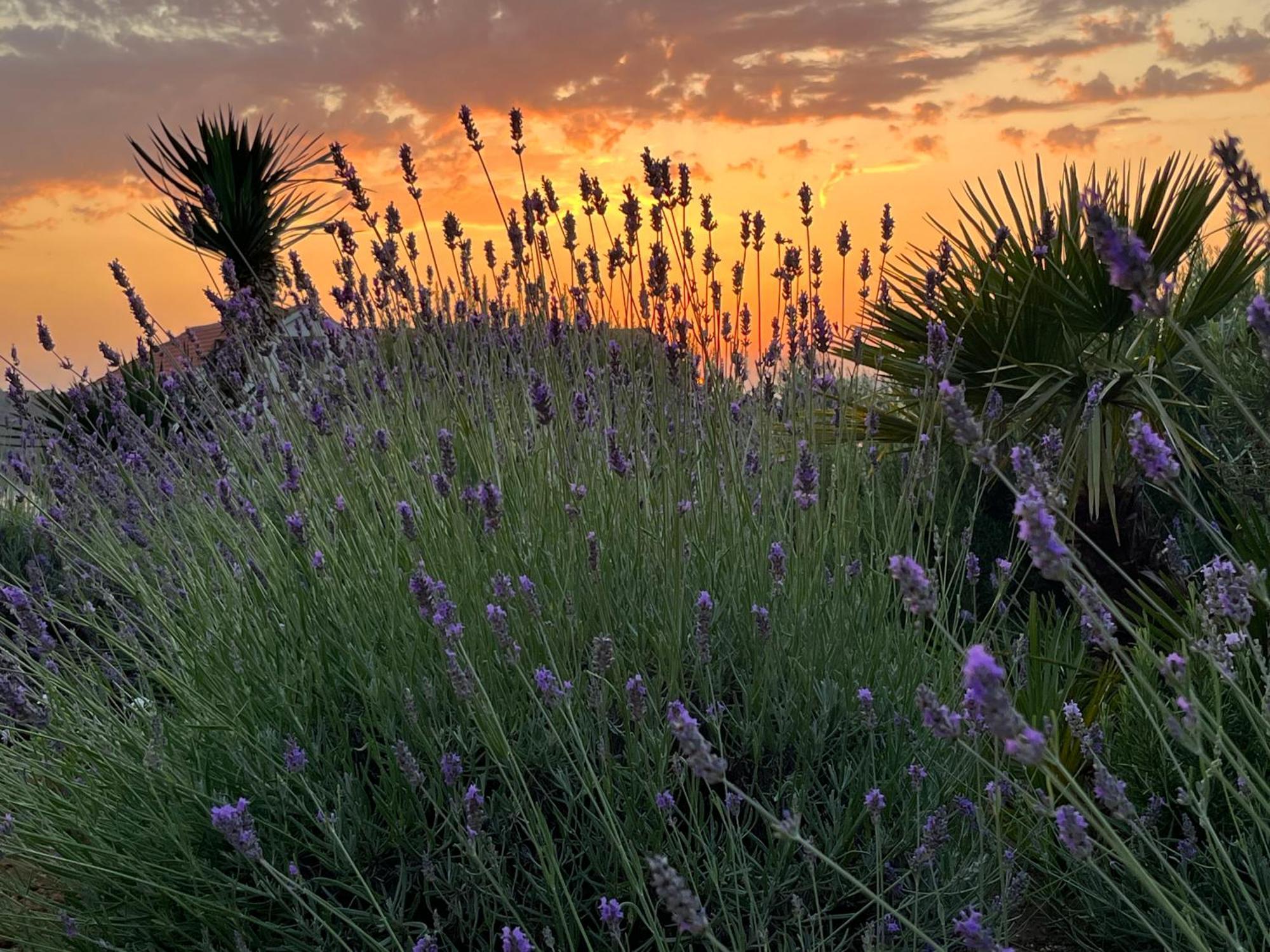 Villa Authentica Lopud, Dubrovnik 외부 사진