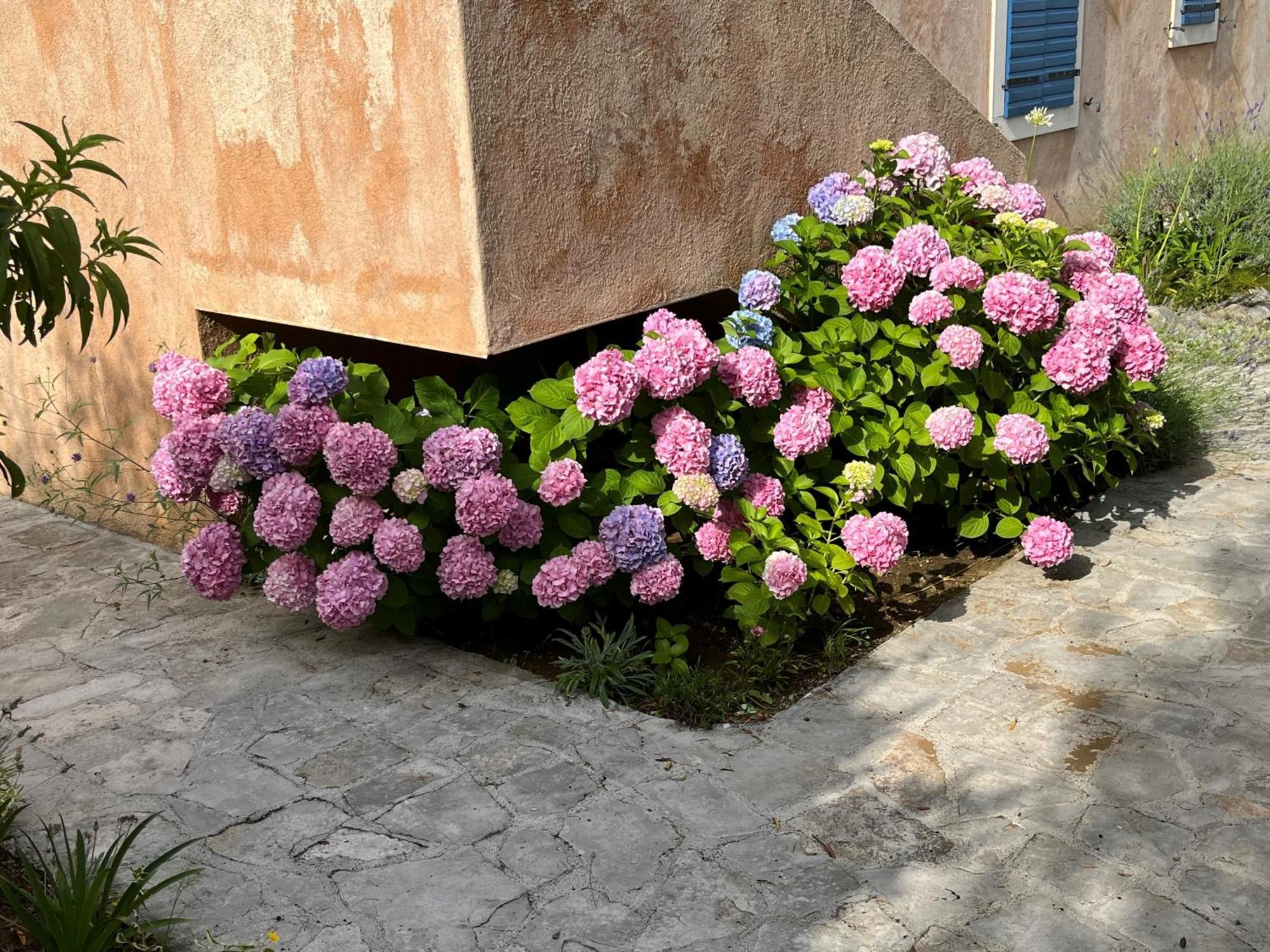 Villa Authentica Lopud, Dubrovnik 외부 사진